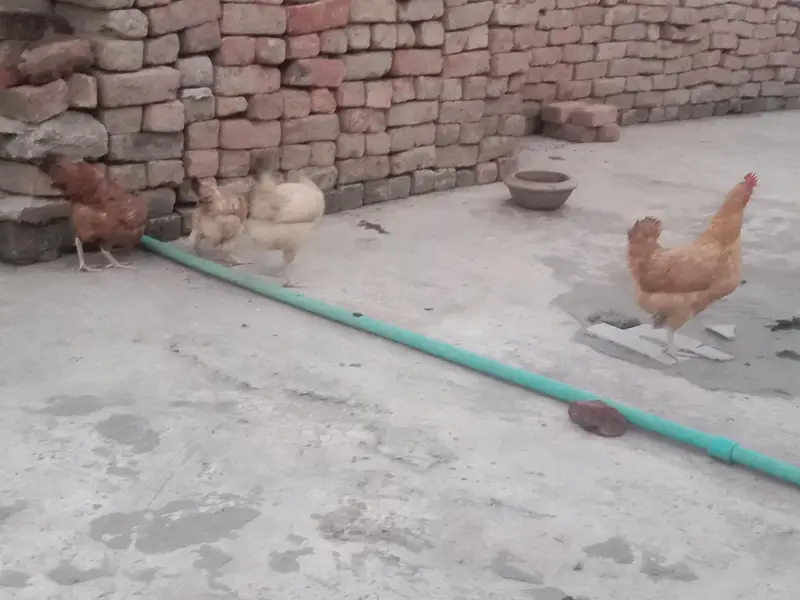 full tayar murgi ando wali 4 pc hy — photo 2