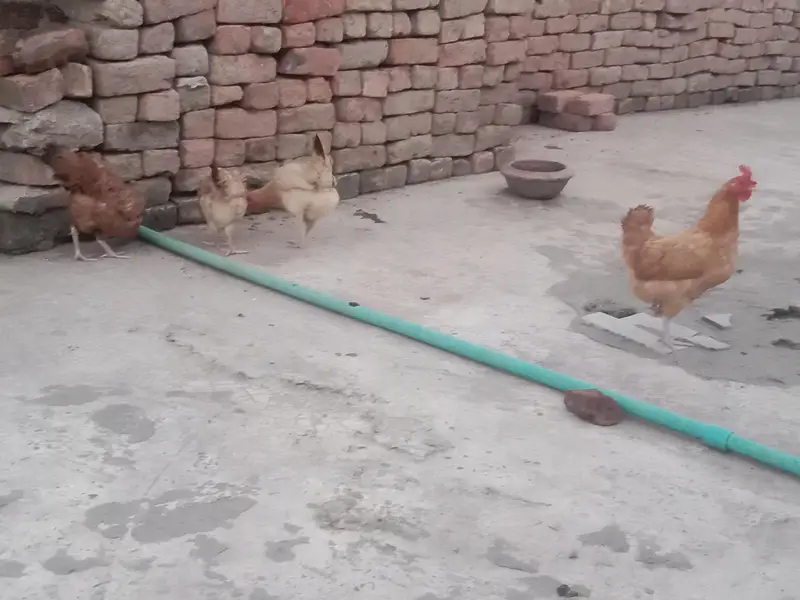 full tayar murgi ando wali 4 pc hy — photo 3