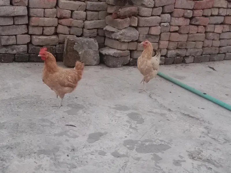 full tayar murgi ando wali 4 pc hy — photo 4