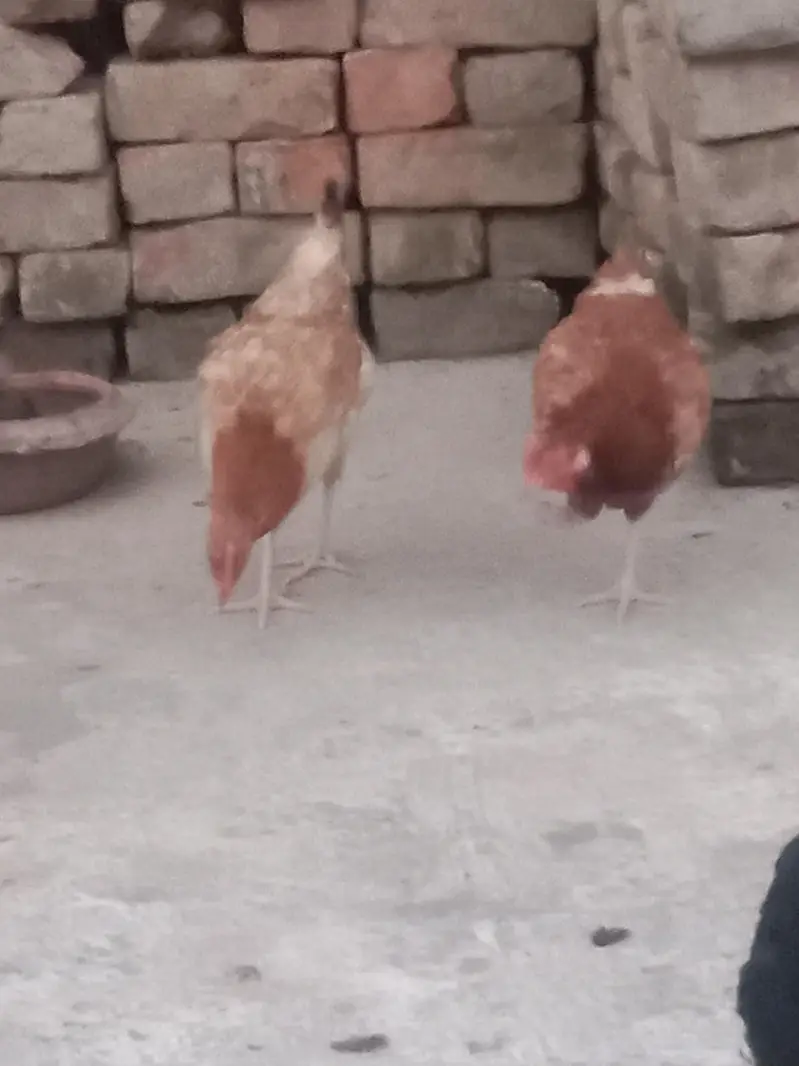full tayar murgi ando wali 4 pc hy — photo 5