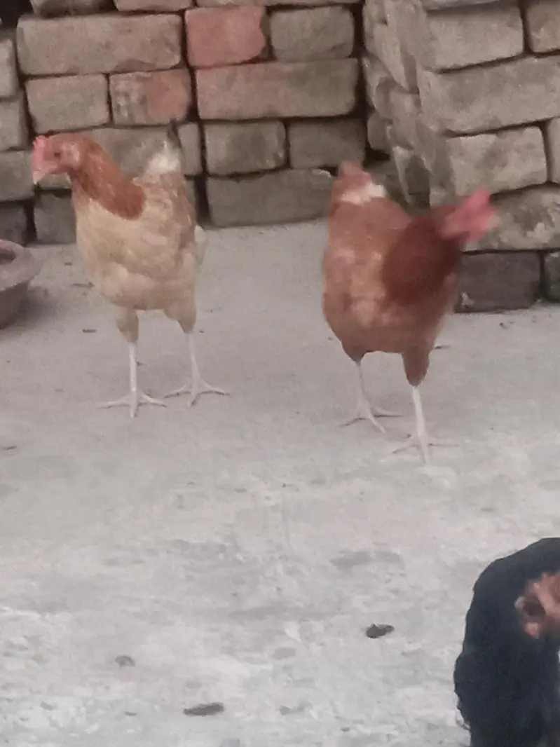 full tayar murgi ando wali 4 pc hy — photo 6