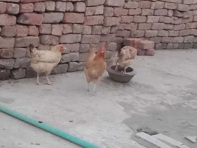 full tayar murgi ando wali 4 pc hy — photo 7