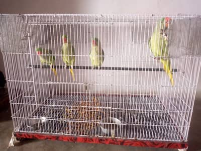 Cage for sale