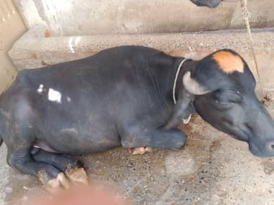 bull buffalo neli