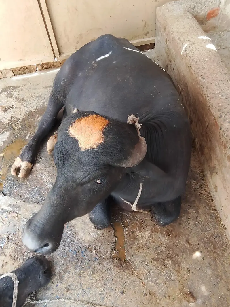 bull buffalo neli — photo 2