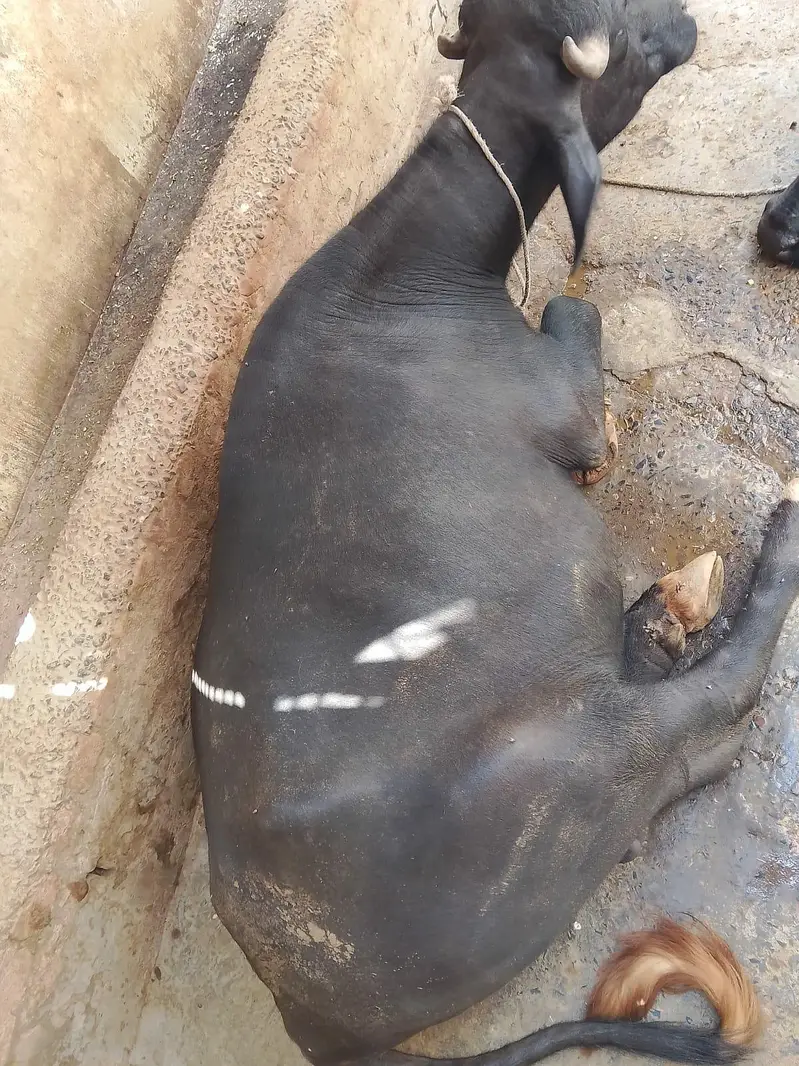 bull buffalo neli — photo 3