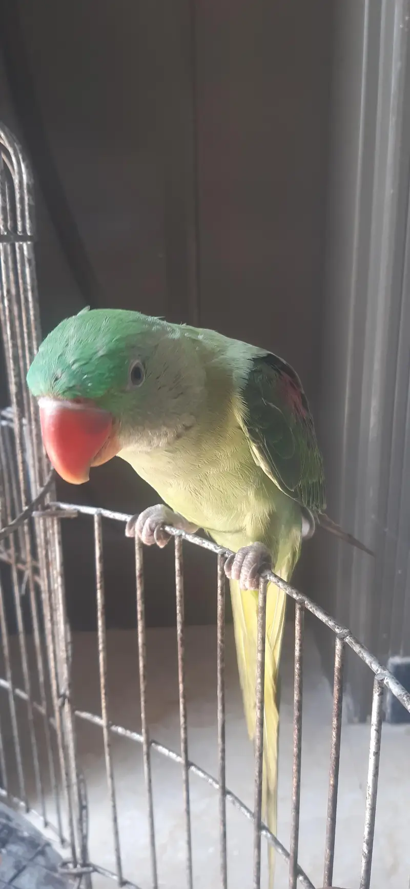Raaw Parrot hand tame — photo 2