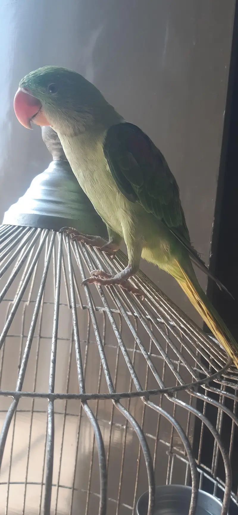 Raaw Parrot hand tame — photo 4