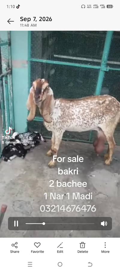 makijane bakri 2 bachoo kia saat