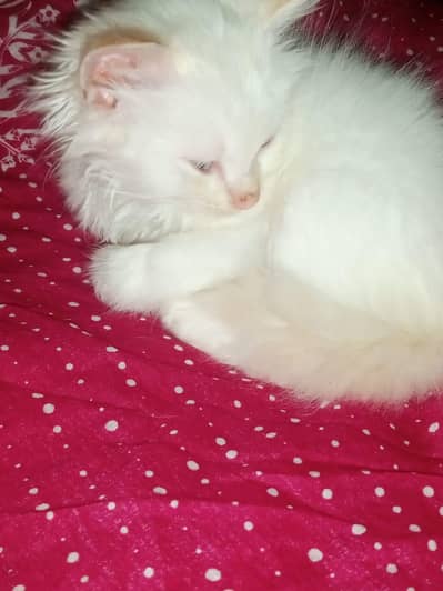 parshin female cat