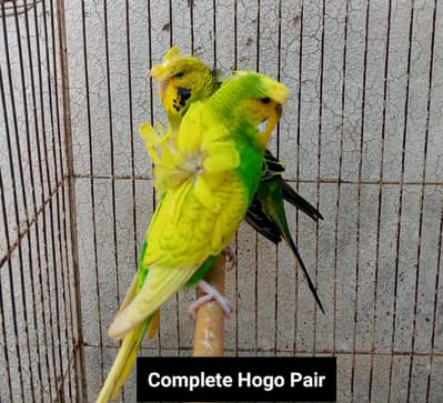 Hogoromo Double Flowers Budgie Pair & Hogo Double Flowers Female Chick