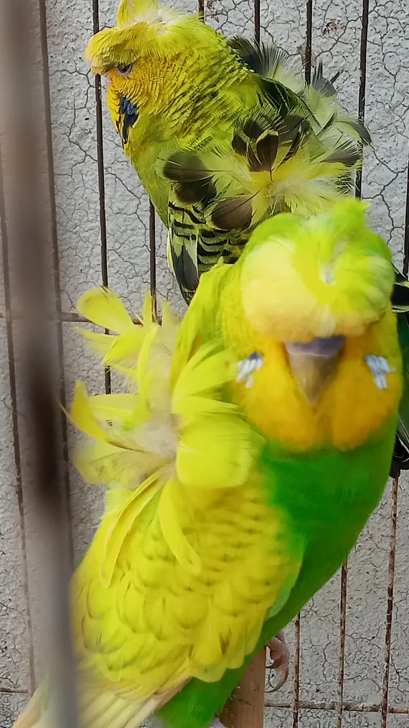 Hogoromo Double Flowers Budgie Pair & Hogo Double Flowers Female Chick — photo 4
