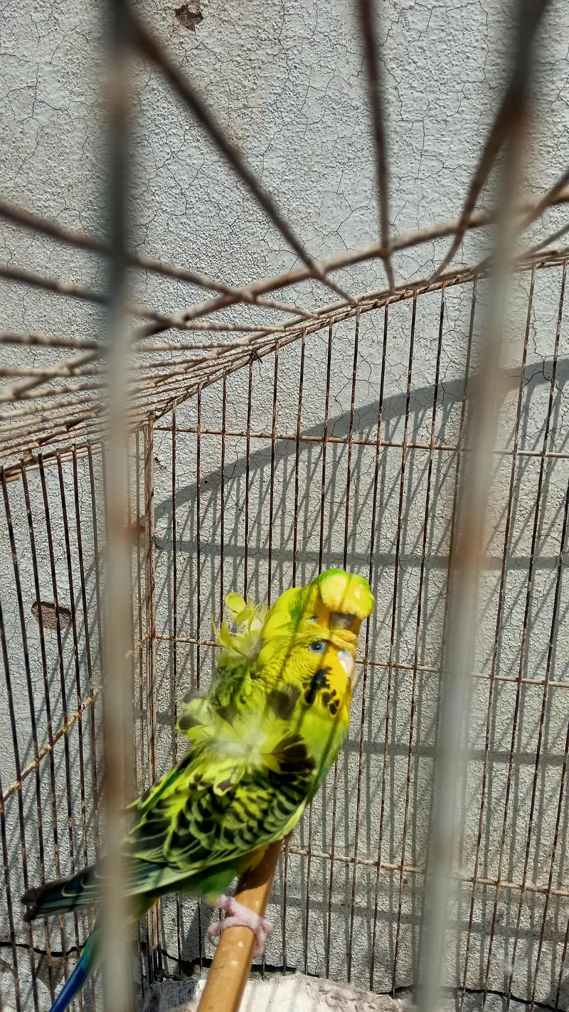 Hogoromo Double Flowers Budgie Pair & Hogo Double Flowers Female Chick — photo 5
