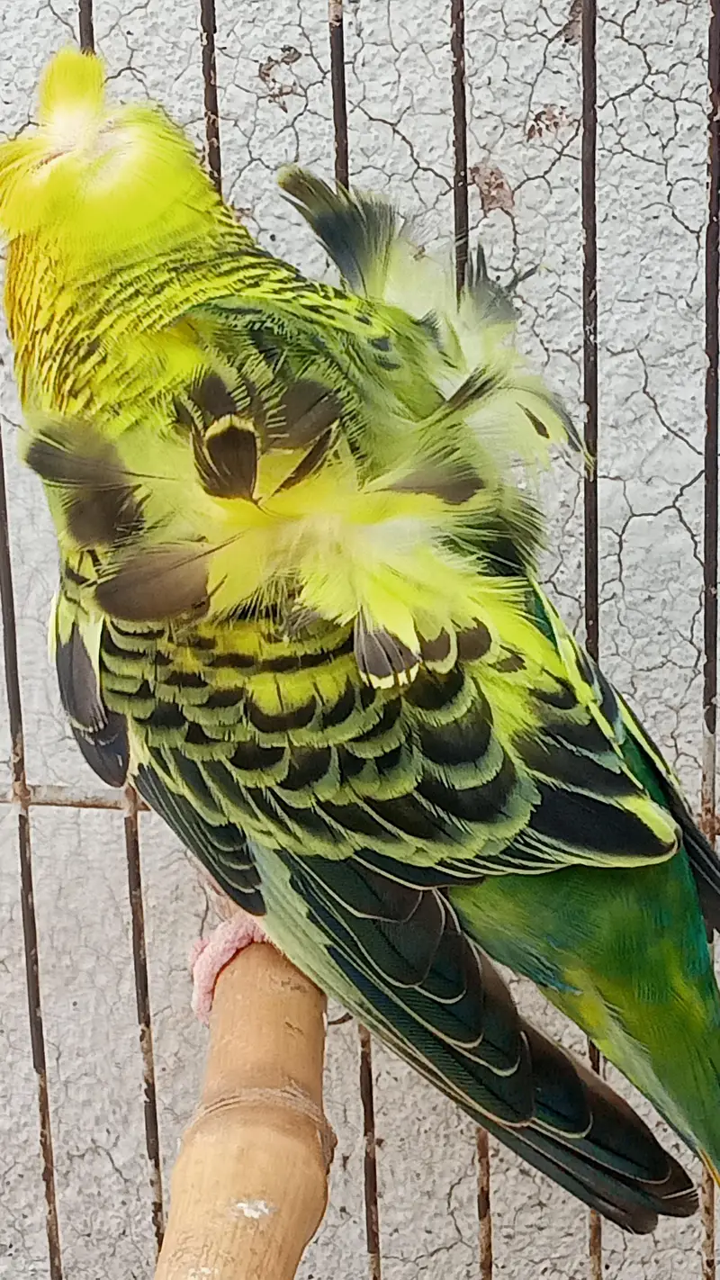 Hogoromo Double Flowers Budgie Pair & Hogo Double Flowers Female Chick — photo 6