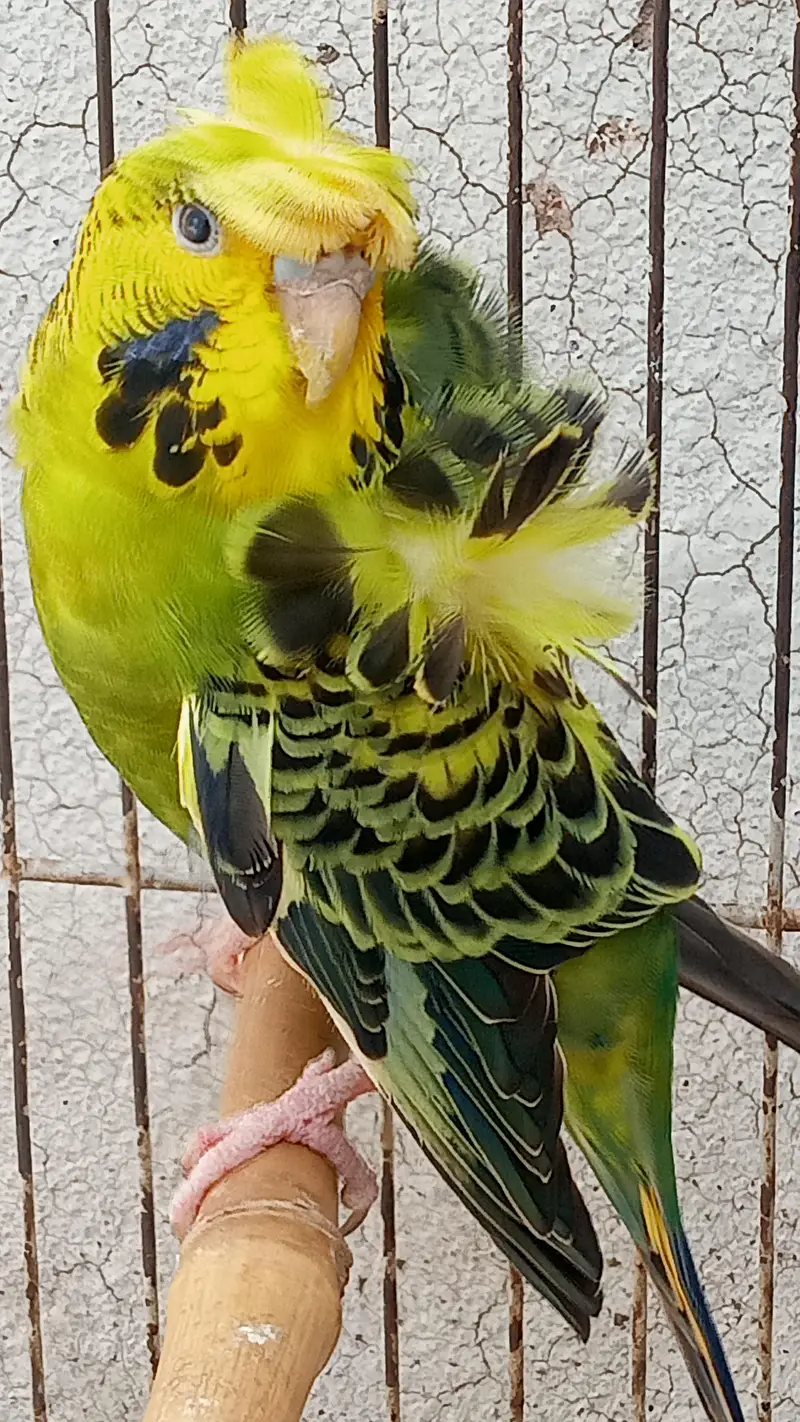 Hogoromo Double Flowers Budgie Pair & Hogo Double Flowers Female Chick — photo 7