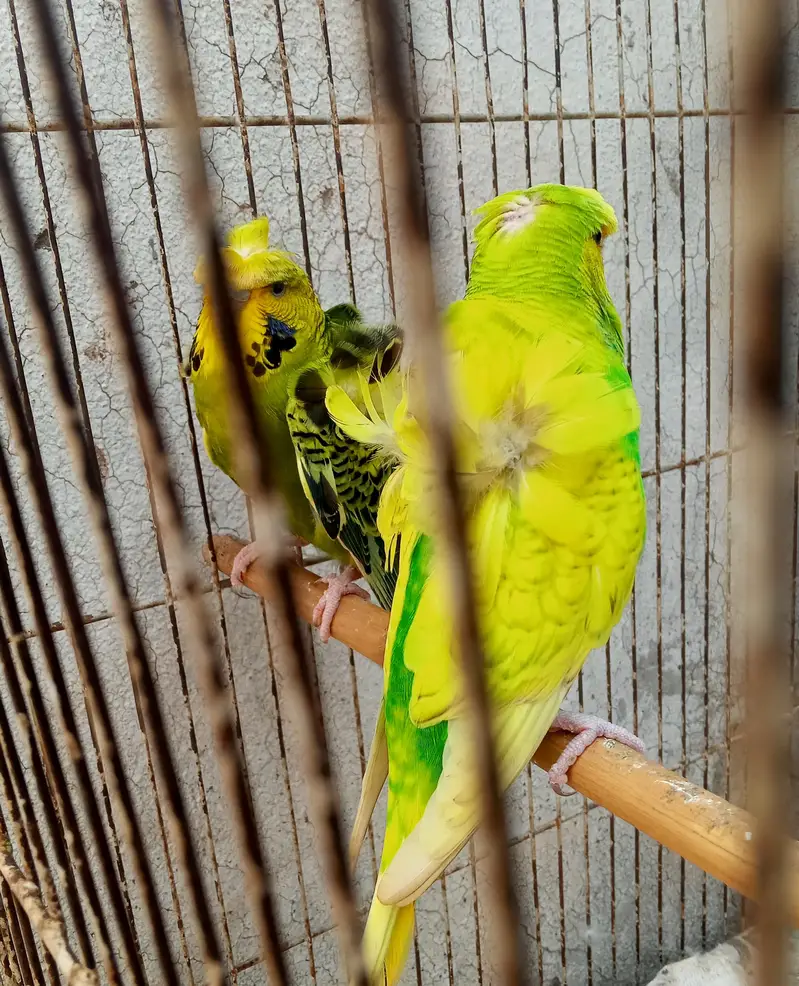 Hogoromo Double Flowers Budgie Pair & Hogo Double Flowers Female Chick — photo 8