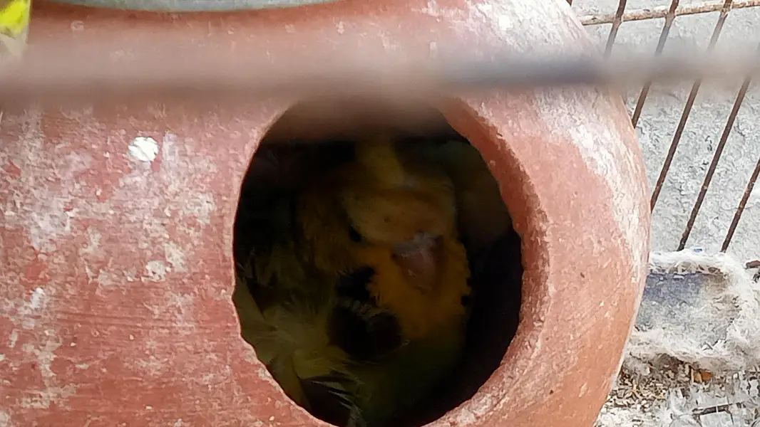 Hogoromo Double Flowers Budgie Pair & Hogo Double Flowers Female Chick — photo 9