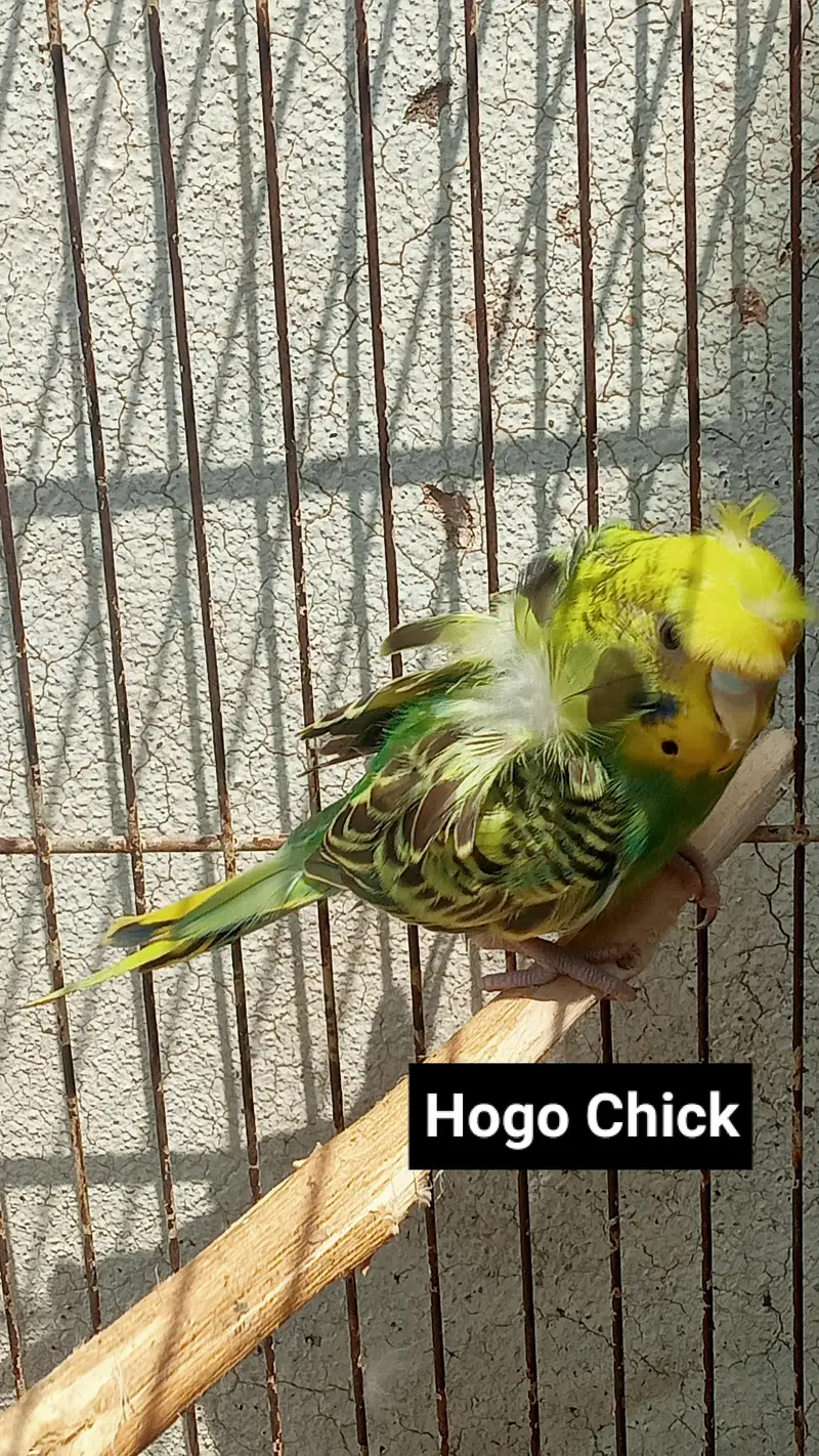 Hogoromo Double Flowers Budgie Pair & Hogo Double Flowers Female Chick — photo 2