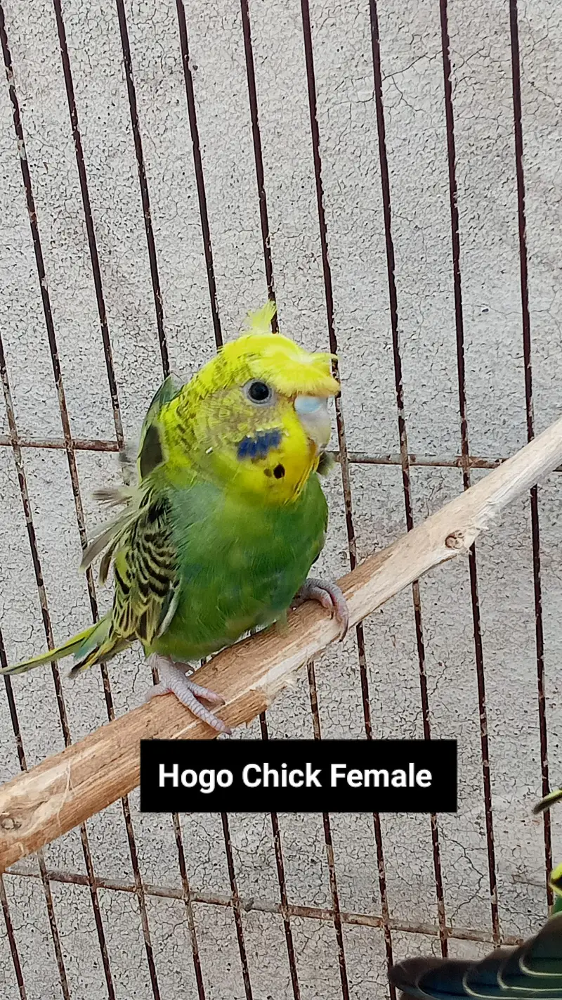 Hogoromo Double Flowers Budgie Pair & Hogo Double Flowers Female Chick — photo 10