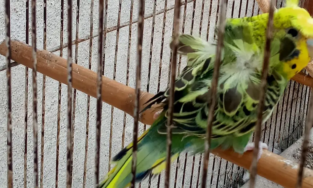 Hogoromo Double Flowers Budgie Pair & Hogo Double Flowers Female Chick — photo 11