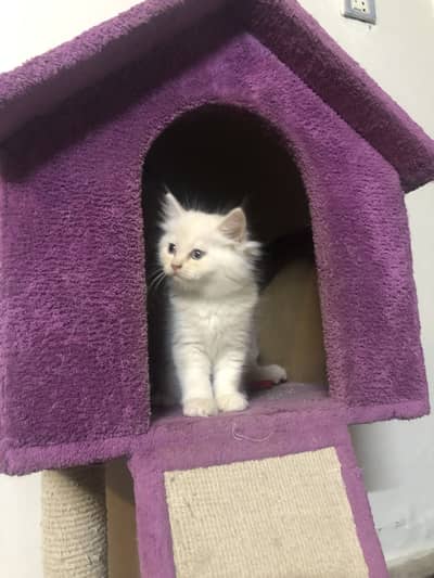 WHITE PERSIAN KITTEN FOR SALE