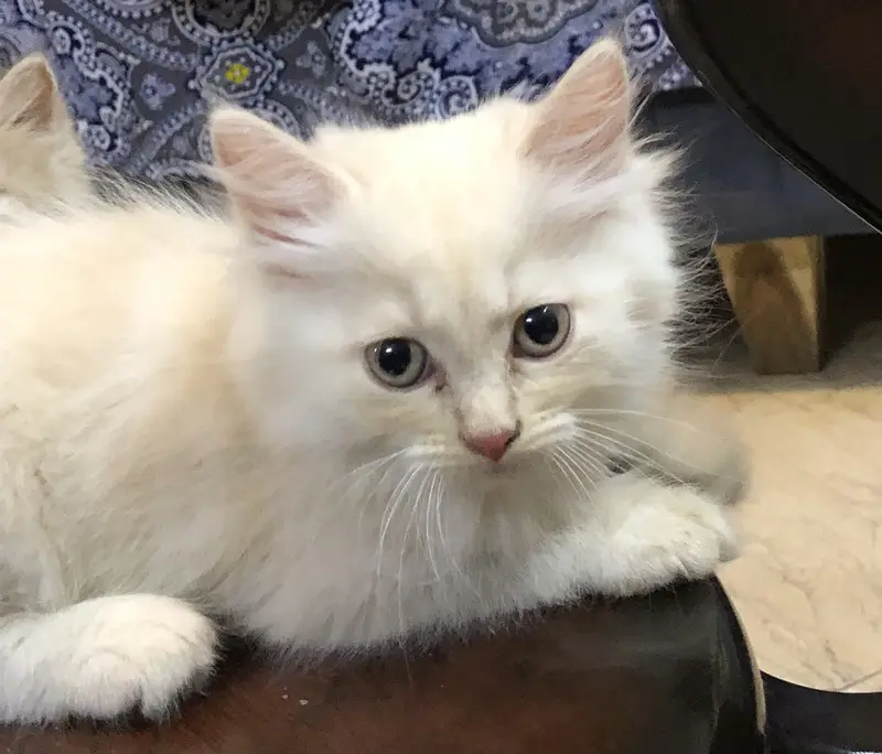 WHITE PERSIAN KITTEN FOR SALE — photo 2