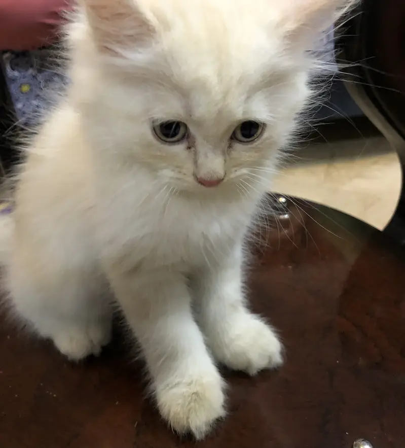 WHITE PERSIAN KITTEN FOR SALE — photo 3