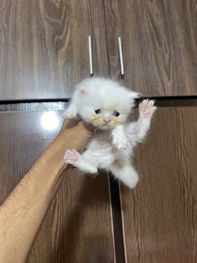 Cates