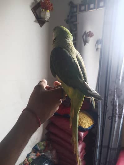 green tota Phari hai