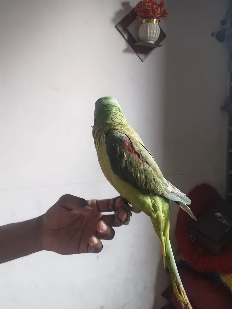 green tota Phari hai — photo 2