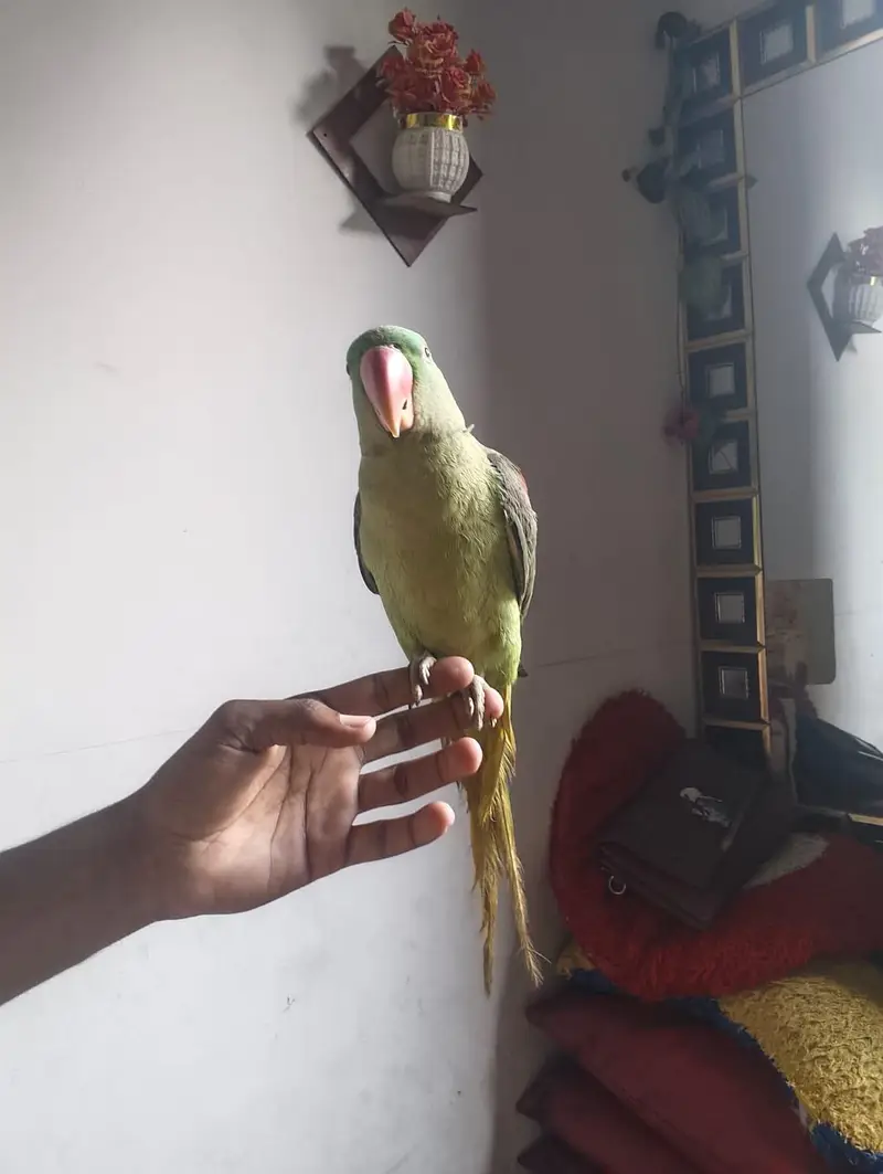 green tota Phari hai — photo 3