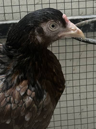 Urgent sale need cash 0311-514489-4