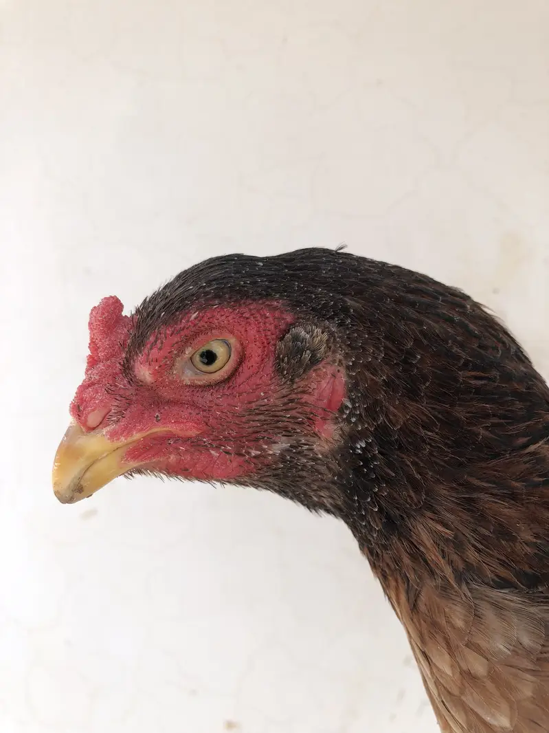 Aseel murgi for sale — photo 2