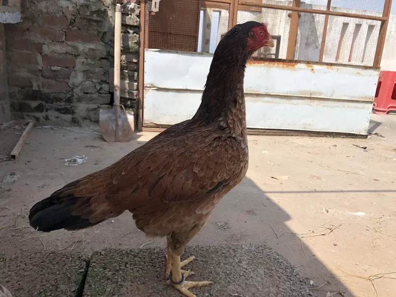 Aseel murgi for sale — photo 3