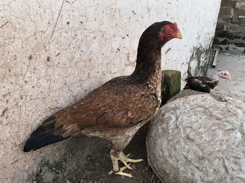 Aseel murgi for sale — photo 4