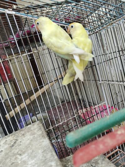 Love birds for sale