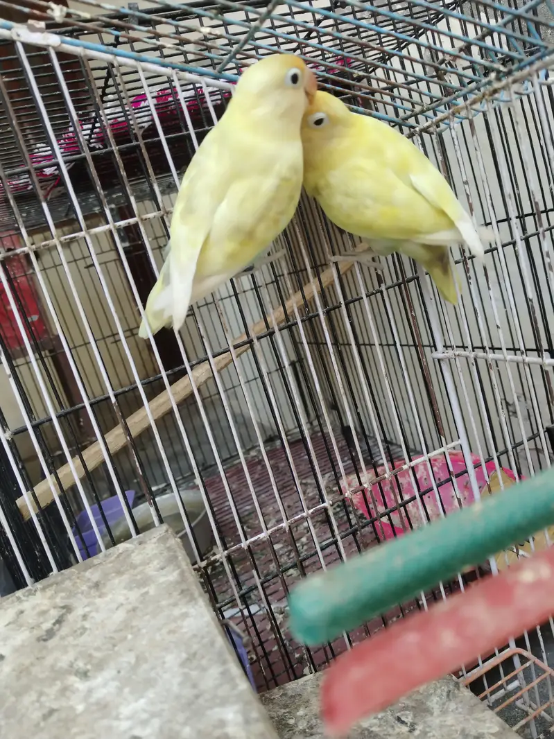 Love birds for sale — photo 2