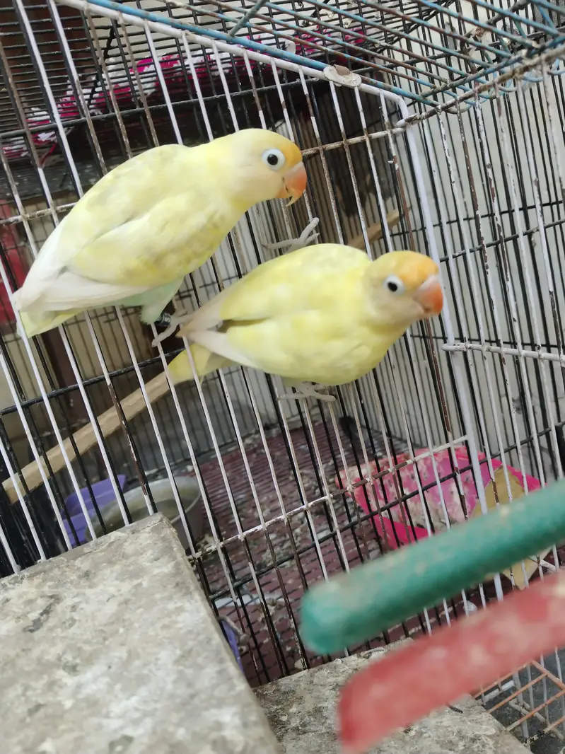 Love birds for sale — photo 3