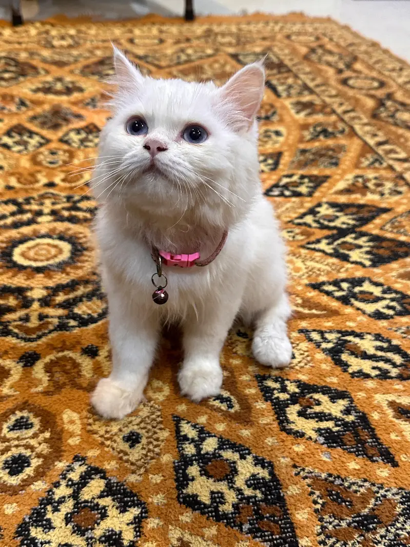 Persian Female Kitten | available for sale | — photo 4