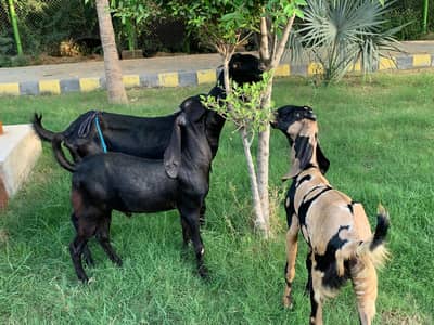 beetal for sale. goats for sale in Sargodha