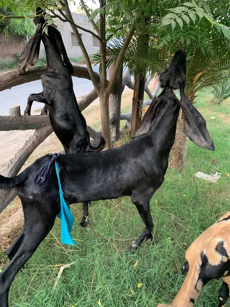 beetal for sale. goats for sale in Sargodha — photo 2