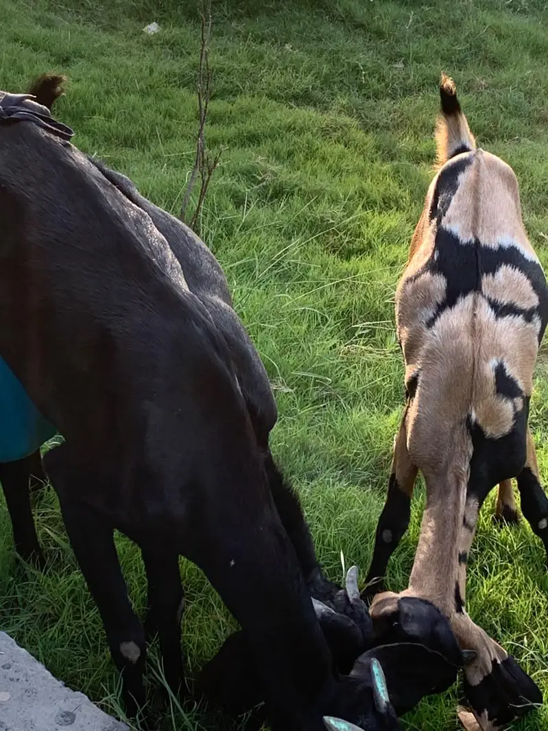 beetal for sale. goats for sale in Sargodha — photo 3