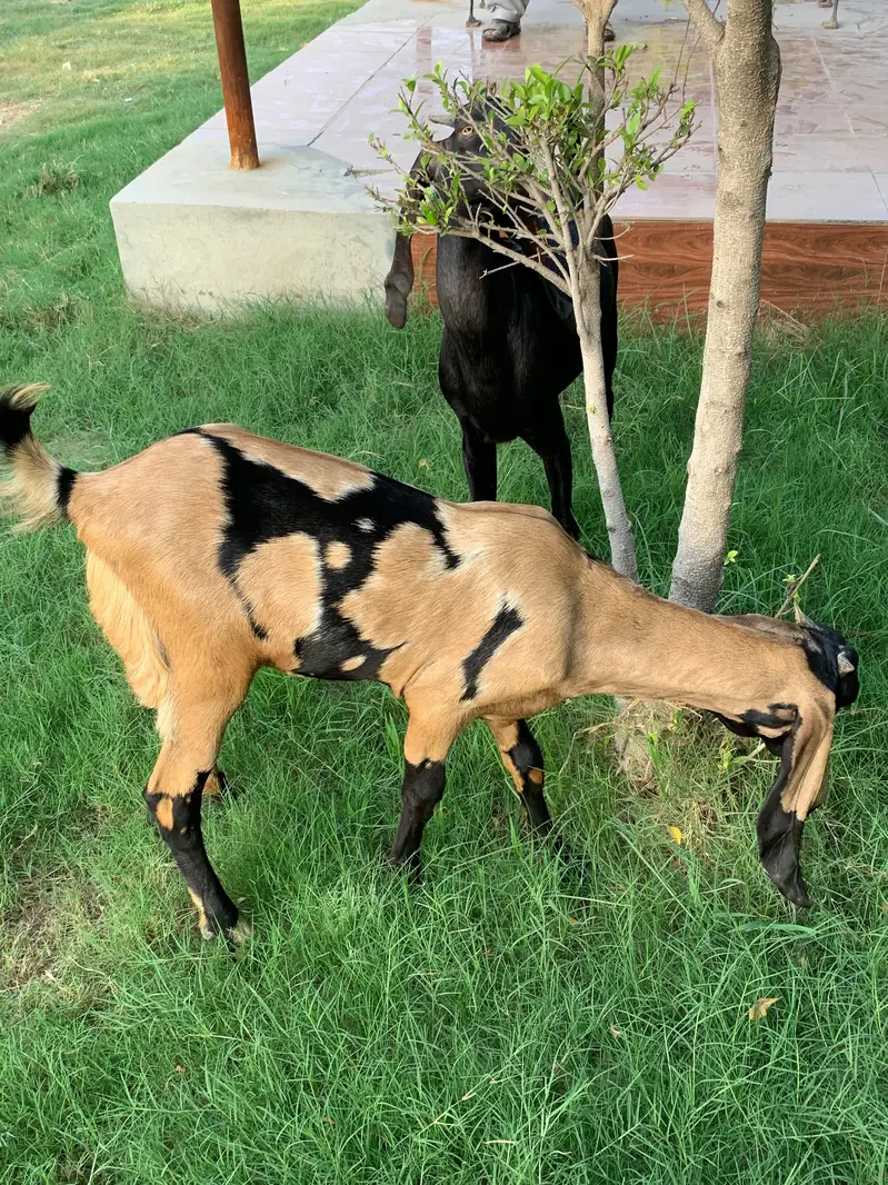 beetal for sale. goats for sale in Sargodha — photo 4