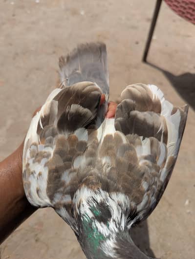 Pishori breeder pair for sale