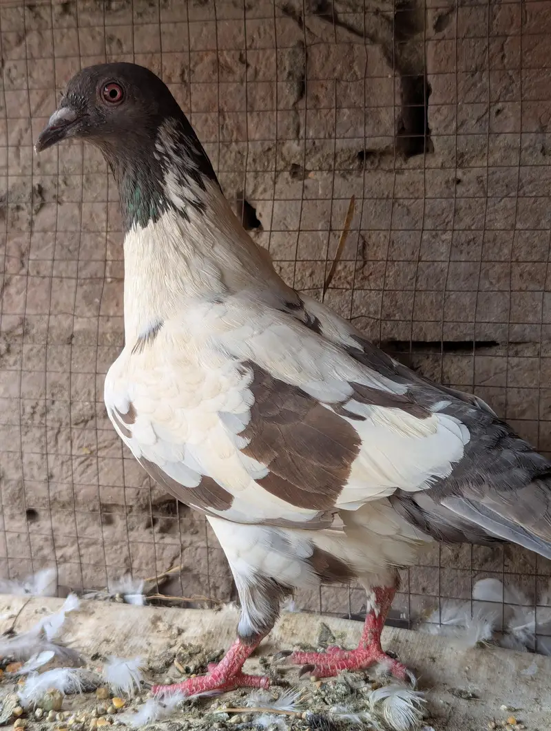 Pishori breeder pair for sale — photo 2
