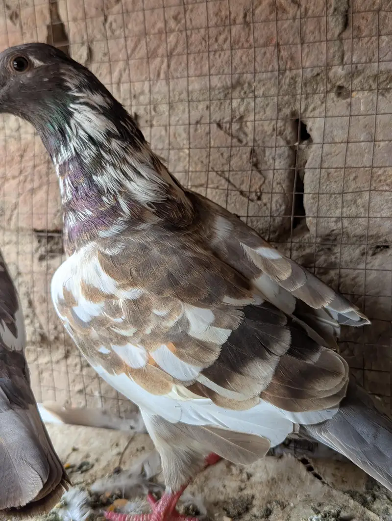 Pishori breeder pair for sale — photo 3