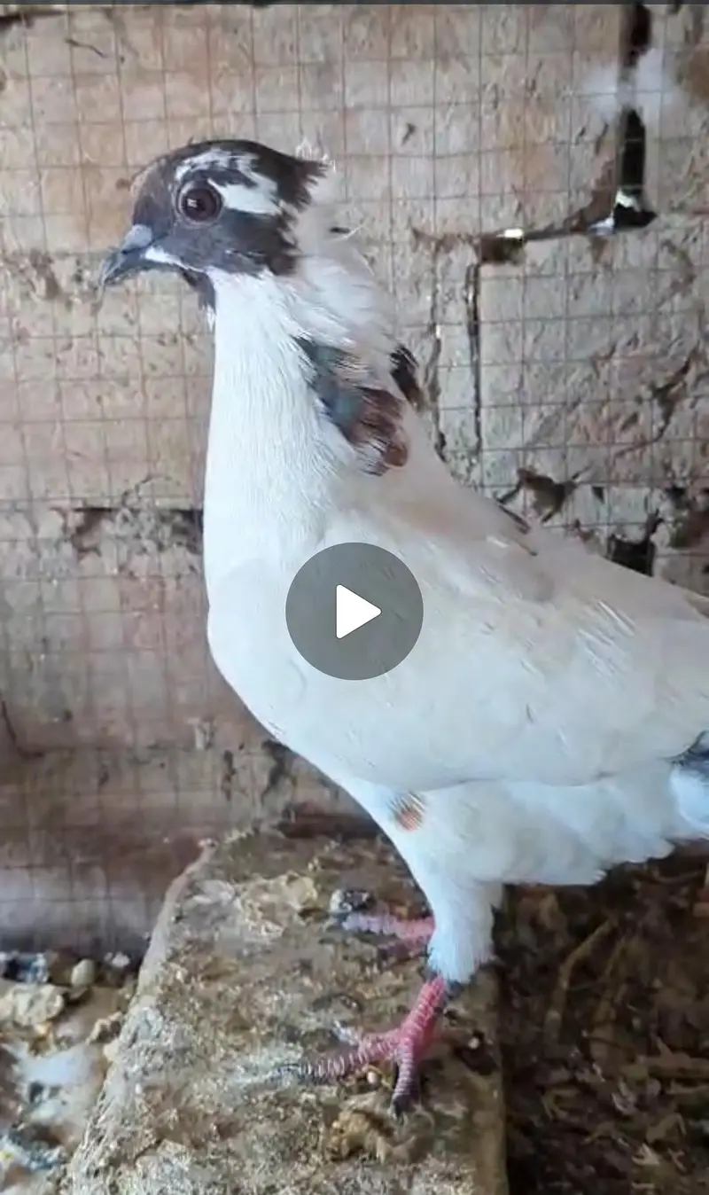 Pishori breeder pair for sale — photo 4