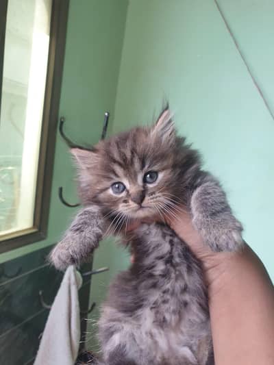 kitten 