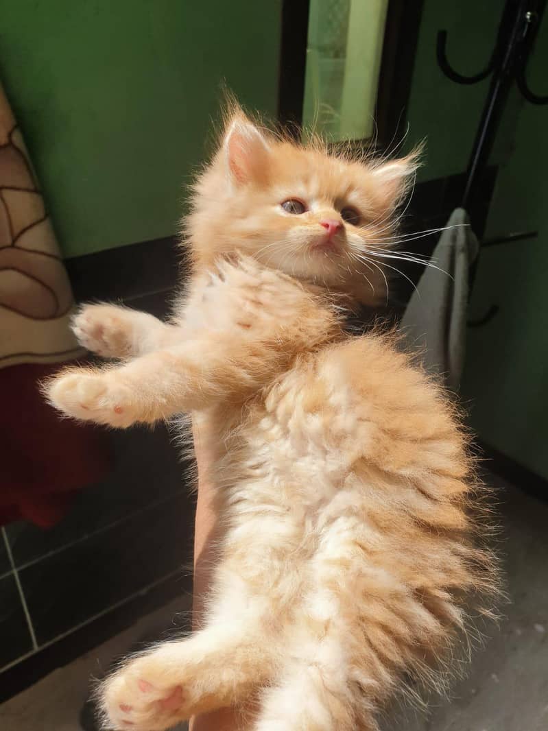 kitten 1