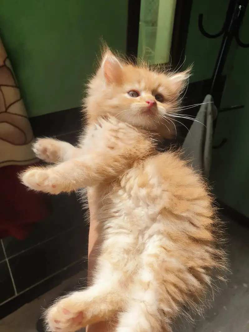 kitten — photo 2